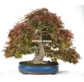 Bonsai specimen Acer...