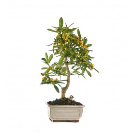 Exclusive bonsai Citrus...