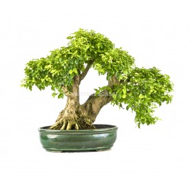 Exclusive bonsai Ligustrum aurea 22 years. Privet