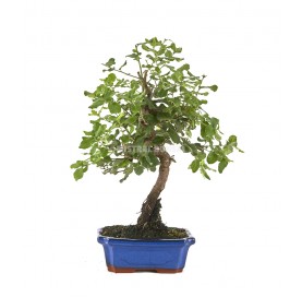 Quercus suber. Bonsai 9 Jahre. Korkeiche