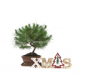 Pinus halepensis Noël. Bonsaï 7 Ans. Pin d'Alep ou Pin blanc.