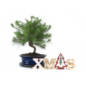 Pinus halepensis Christmas. Bonsai 9 years. Aleppo pine