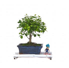 Kit Goku-Sai. Bonsái Ficus retusa 5 años