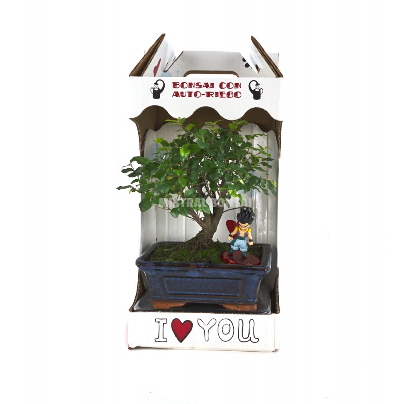 Automatic watering Goku-Sai Kit. Sageretia bonsai 5 years + Automatic watering system