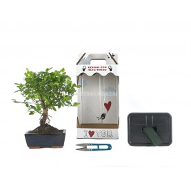 I love you Basic kit. 5 year indoor bonsai + Automatic watering system