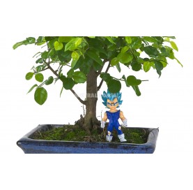 Goku-Sai Kit. Sageretia bonsai 5 years + Son Goku figurine
