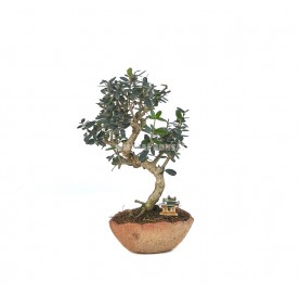 Exclusive bonsai Olea europaea sylvestris 12 years. Wild olive tree