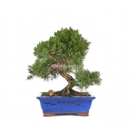 Bonsái exclusivo Juniperus chinensis 24 años. Enebro