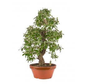 Exclusive bonsai Elaeagnus sp. 50 years. Silverberry