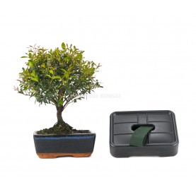 Blue Gift Kit. Indoor 5 year-old bonsai with automatic watering.