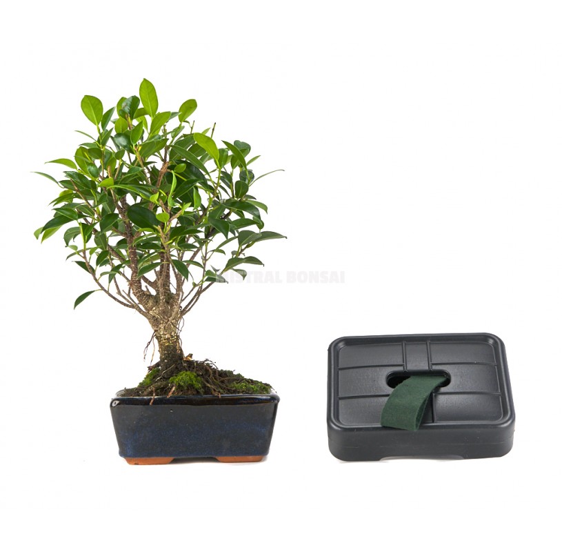 Blue Gift Kit. Indoor 5 year-old bonsai with automatic watering.