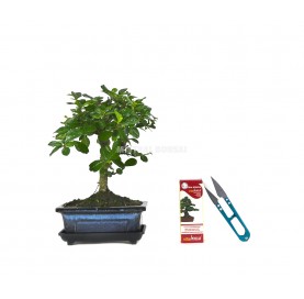 Maintenance Gift Pack. 5 year old indoor bonsai with defoliator and Vitabonsai.