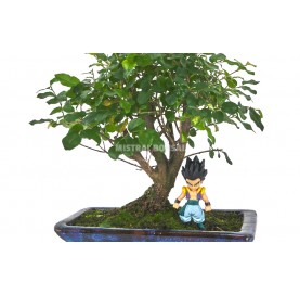 Automatic watering Goku-Sai Kit. Sageretia bonsai 5 years + Automatic watering system
