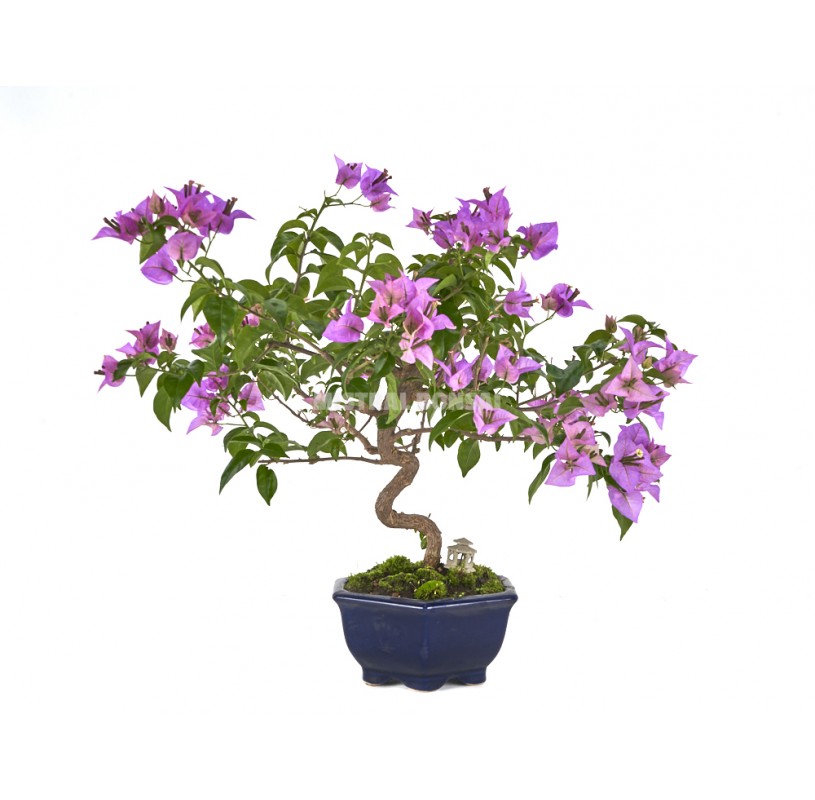 Bonsái exclusivo Bouganvillea 15 años. Buganvilla | Mistral Bonsai