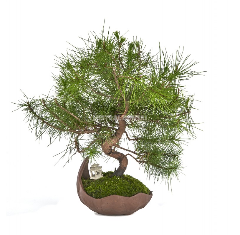 Exclusive Bonsai Pinus Halepensis 10 Years. Aleppo Pine | Mistral Bonsai