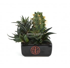 Pot pour cactus et plantes grasses 12,5 cm. Carré. Couleur noire.