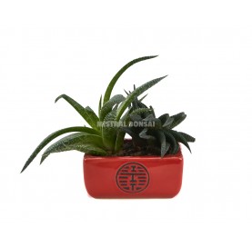 Pot pour cactus et plantes grasses 10 cm. Carré. Couleur rouge.