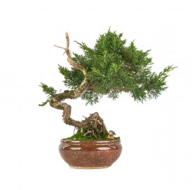 Bonsái exclusivo Juniperus chinensis 24 años. Enebro
