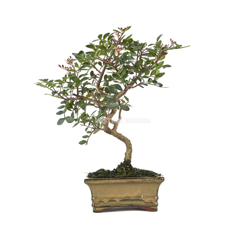 Pistacia lentiscus. Bonsai 7 years. Mastic tree or Lentisc