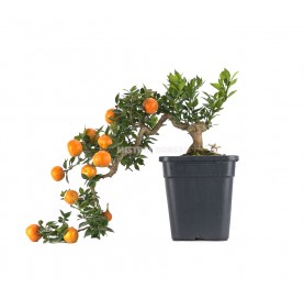 Exclusive prebonsai Citrus myrtifolia 21 years. Orange tree or chinotto. Cascade
