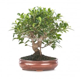 Ficus retusa. Bonsai 13...