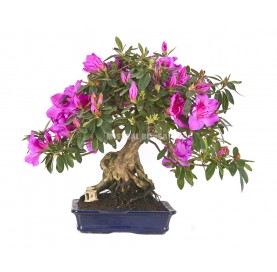 Bonsái exclusivo Rhododendron 24 años. Azalea