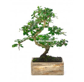 Indoor bonsai 8 years Deco Rustic Collection