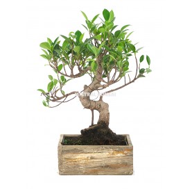 Indoor bonsai 8 years Deco...
