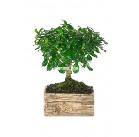 Indoor bonsai 5 years Deco Rustic Collection