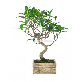 Indoor bonsai 6 years Deco Rustic Collection