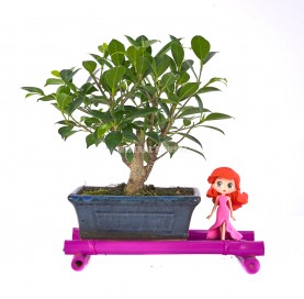 Set Prinzessin-Sai. Zimmerbonsai 5 Jahre + Prinzessinfigur