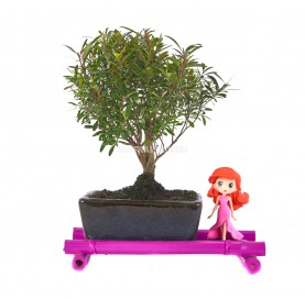 Kit Princess-Sai. Indoor bonsai of 5 years and Princess figurine