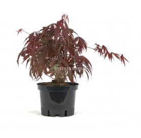Acer palmatum atropurpureum. Prebonsai 12 years. Japanese Red Maple