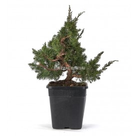 Juniperus chinensis. Prebonsai 21 years. Chinese juniper or Needle juniper