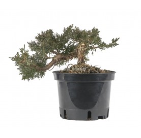Juniperus chinensis kyushu. Prebonsai 17 Jahre. Chinesischer Wacholder. Kaskaden