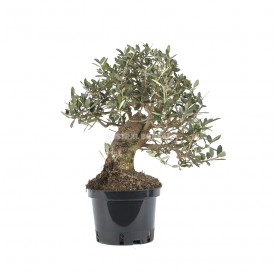 Olea europaea. Prebonsai 14 Jahre. Olivenbaum