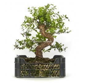 Quercus suber. Prebonsai 24 years. Oak or cork oak. Cultivation box