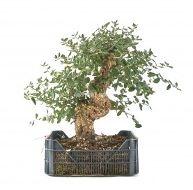 Quercus suber. Prebonsaï 29 ans. Chêne-liège. Caisse de culture