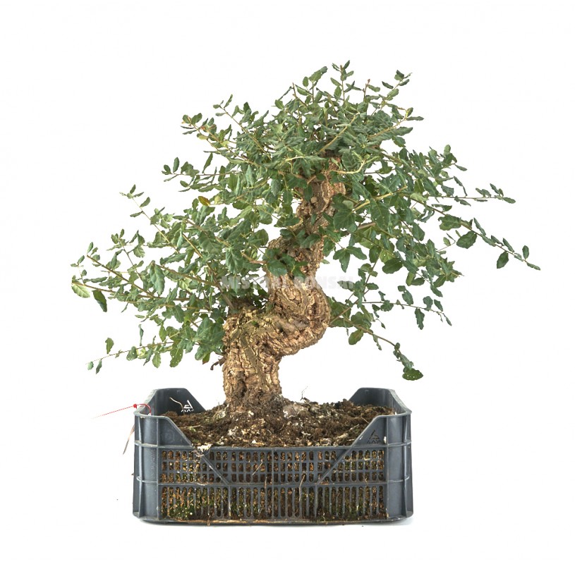 Quercus suber. Prebonsai 29 years. Oak or cork oak. Cultivation box