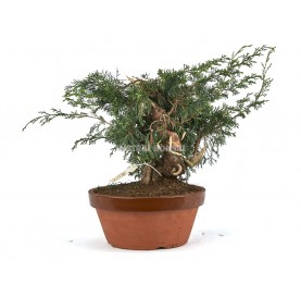 Juniperus chinensis Itoigawa. Bonsaï 35 ans. Genévrier de Chine.
