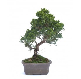 Juniperus chinensis kyushu. Bonsai 19 Jahre. Chinesischer Wacholder.