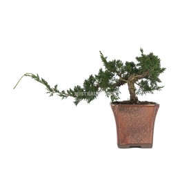 Juniperus chinensis. Bonsai...