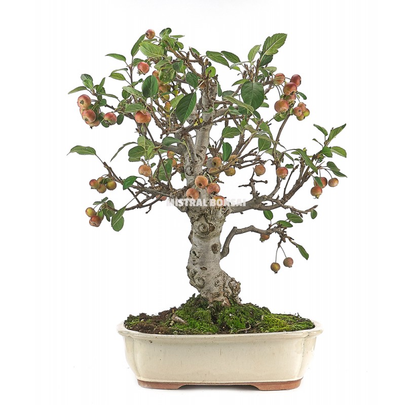 Malus Bonsai 20 years. Crab Apple or Apple tree Mistral Bonsai