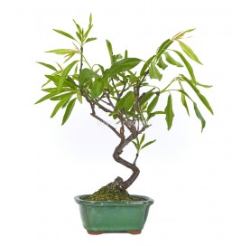 Prunus dulcis. Bonsai 7 Jahre. Mandelbaum