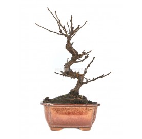 Prunus tomentosa. Bonsai 8 Jahre. Filziger Kirschpflaume