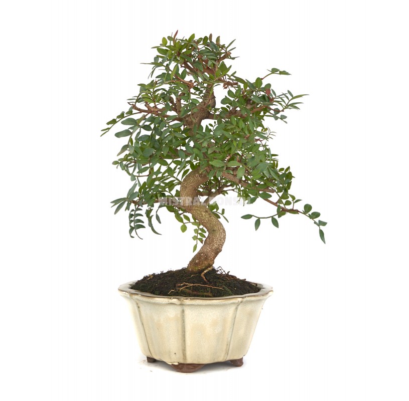 Exclusive bonsai Pistacia lentiscus 17 years. Mastic tree or Lentisc ...