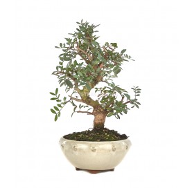 Exclusive bonsai Pistacia...