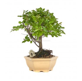 Exclusive bonsai Sageretia...