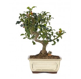 Exclusive bonsai Ilex...