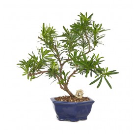 Exclusive bonsai Podocarpus...